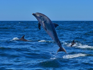 dolphin